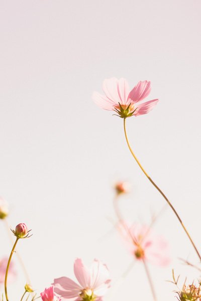 Close-up of flowers